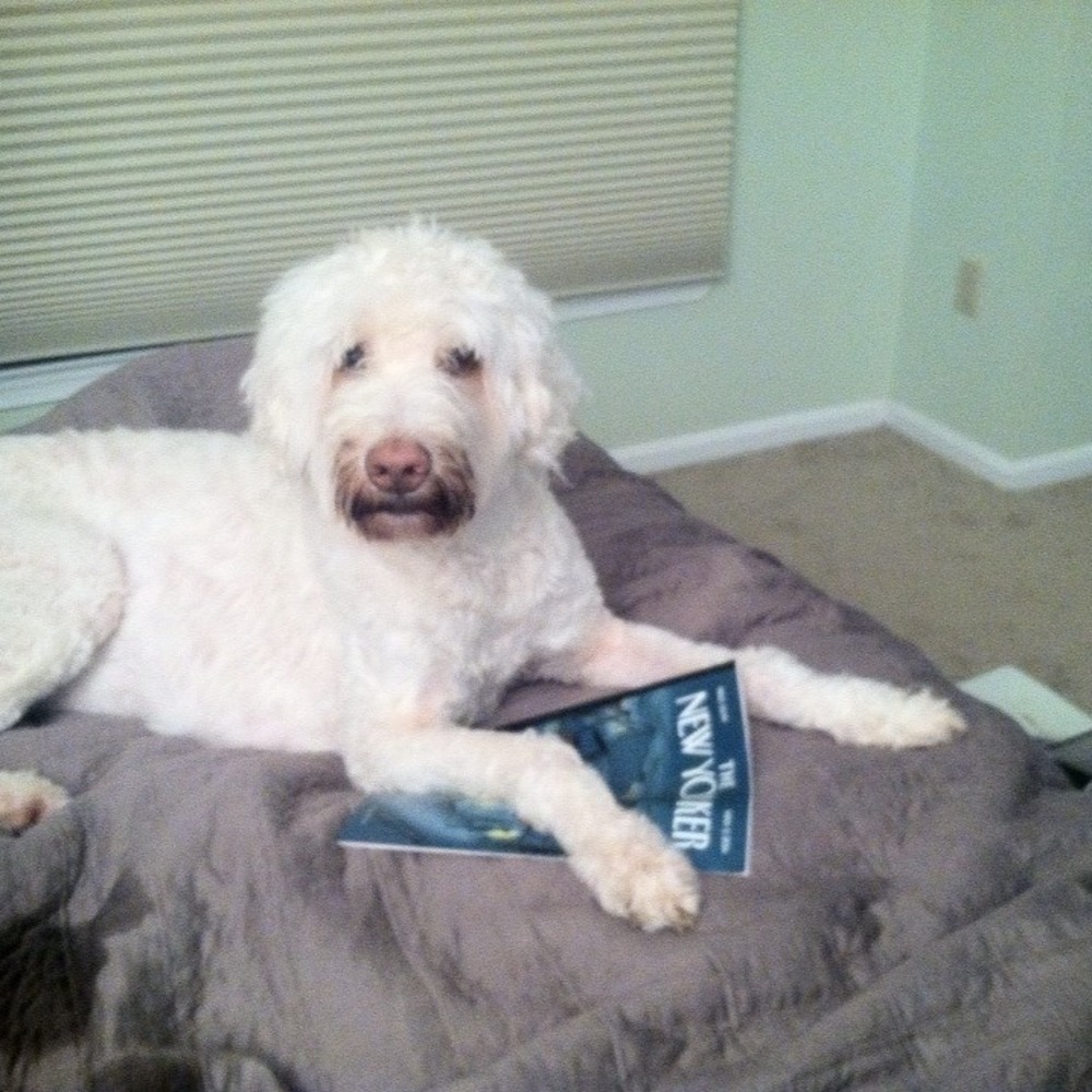 Meet your Posher, Simone